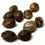 Семена марихуаны АК-47  (Seeds AK-47) в Энеме
